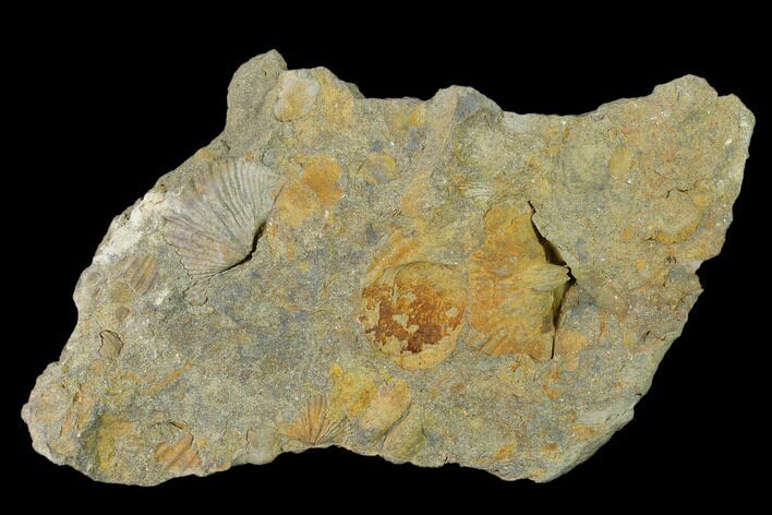 Pennsylvanian Fossil Brachiopod Plate - Kentucky #138900